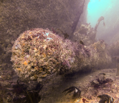 Mewstone Ledge